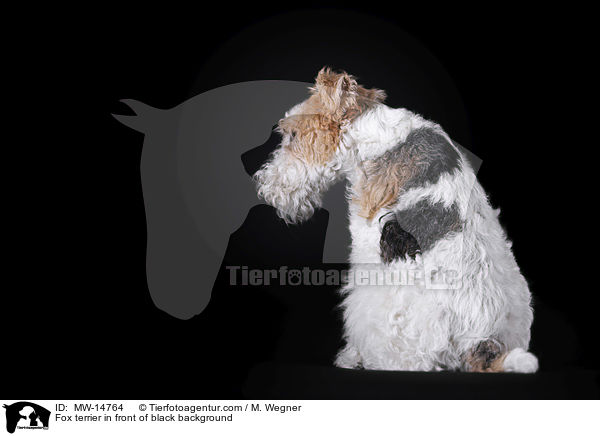 Foxterrier vor schwarzem Hintergrund / Fox terrier in front of black background / MW-14764