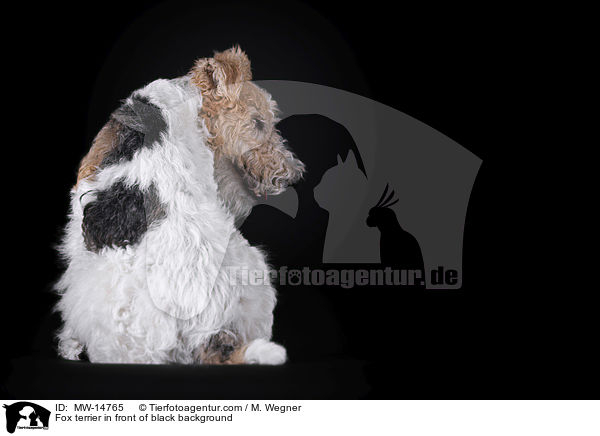 Foxterrier vor schwarzem Hintergrund / Fox terrier in front of black background / MW-14765