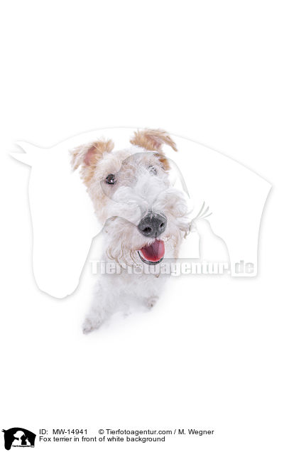 Foxterrier vor weiem Hintergrund / Fox terrier in front of white background / MW-14941