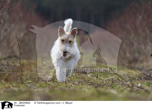 Foxterrier / JM-05882
