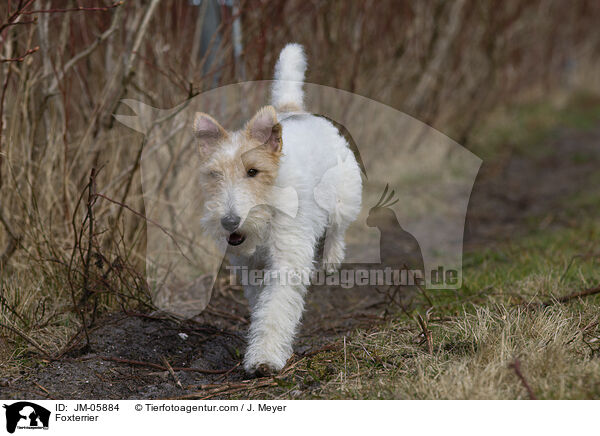 Foxterrier / JM-05884