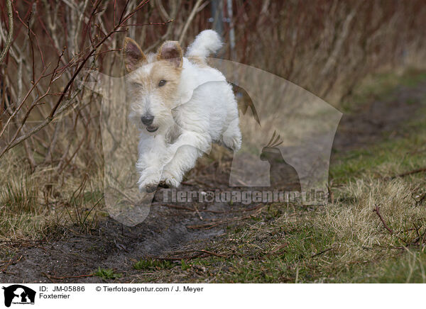 Foxterrier / Foxterrier / JM-05886