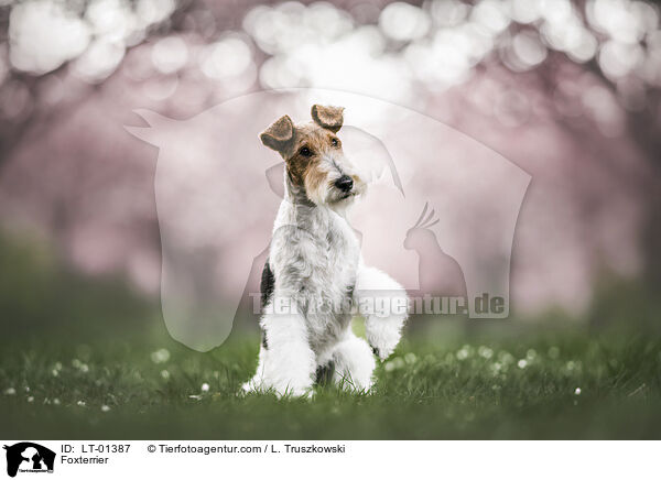 Foxterrier / Foxterrier / LT-01387