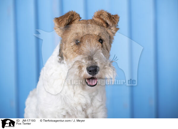 Foxterrier / Fox Terrier / JM-17193