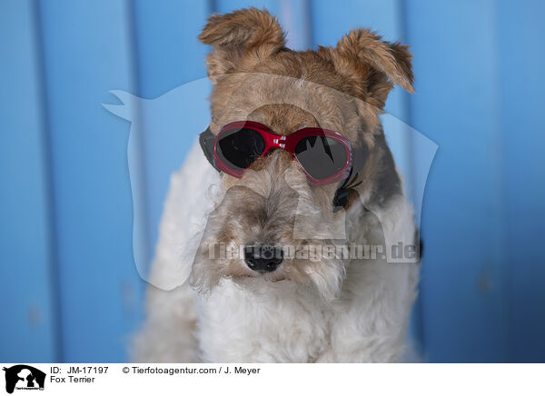 Foxterrier / Fox Terrier / JM-17197