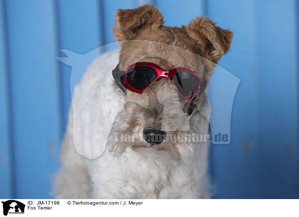 Foxterrier / Fox Terrier / JM-17198