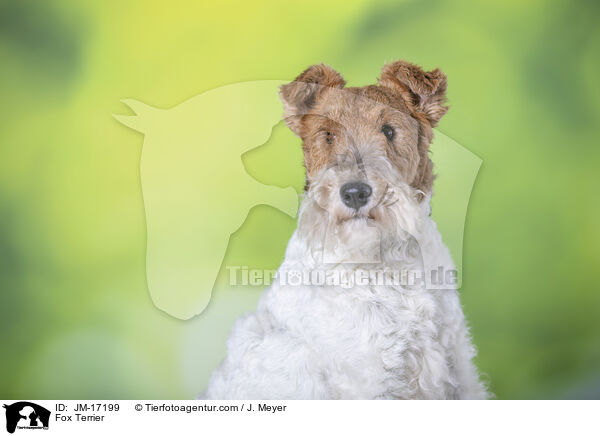 Foxterrier / Fox Terrier / JM-17199
