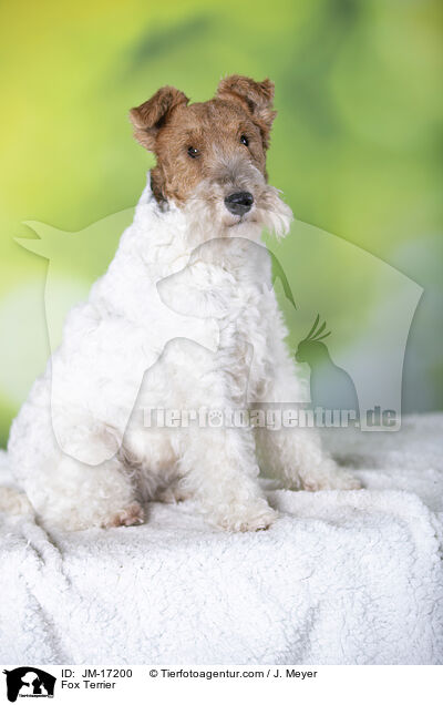 Foxterrier / Fox Terrier / JM-17200