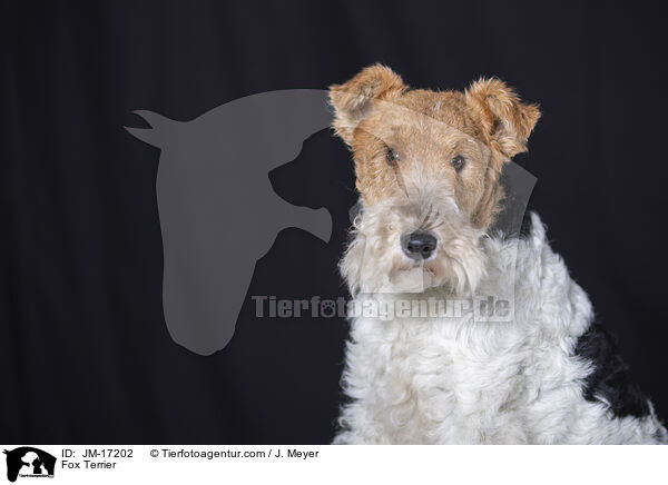 Foxterrier / Fox Terrier / JM-17202