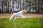 playing Fox Terrier