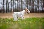 running Fox Terrier