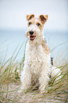 sitting Fox Terrier