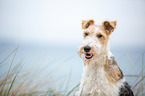 Fox Terrier Portrait