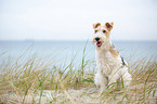 sitting Fox Terrier