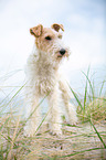 Fox Terrier