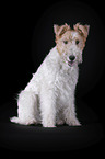 Fox terrier in front of black background
