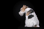 Fox terrier in front of black background