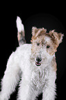 Fox terrier in front of black background