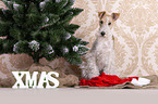 Fox terrier with christmas decoration