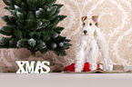 Fox terrier with christmas decoration