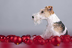 Fox terrier with christmas decoration