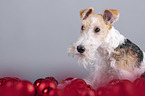 Fox terrier with christmas decoration