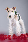 Fox terrier with christmas decoration