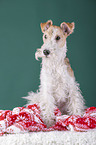 Fox terrier with christmas decoration
