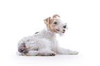 Fox terrier in front of white background