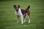 Foxterrier