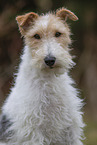 Foxterrier