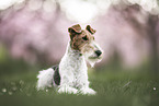 Foxterrier
