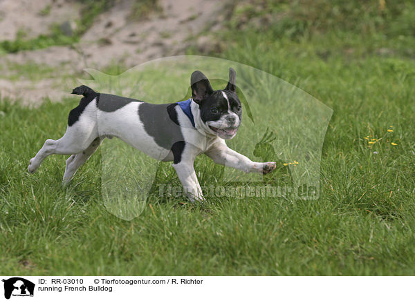 running French Bulldog / RR-03010