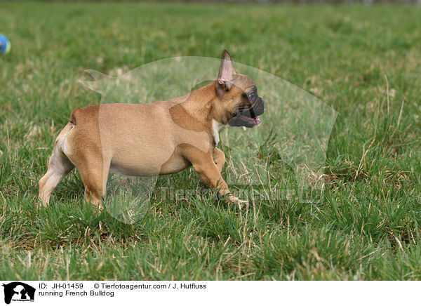 rennende Franzsische Bulldogge / running French Bulldog / JH-01459