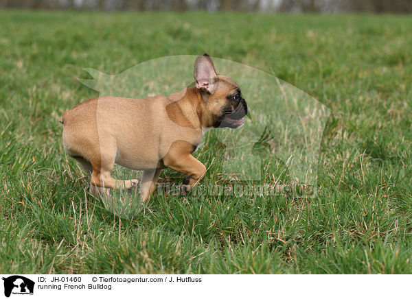 running French Bulldog / JH-01460