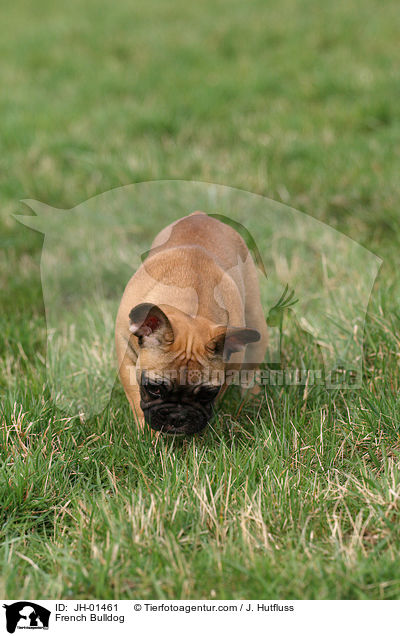 French Bulldog / JH-01461