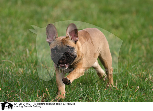 running French Bulldog / JH-01462