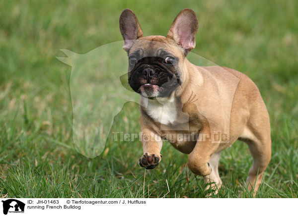 rennende Franzsische Bulldogge / running French Bulldog / JH-01463