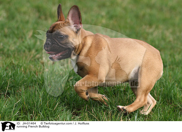 rennende Franzsische Bulldogge / running French Bulldog / JH-01464