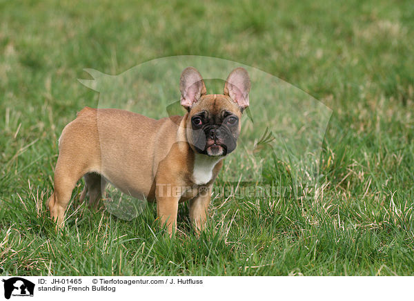 standing French Bulldog / JH-01465