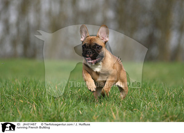 running French Bulldog / JH-01467
