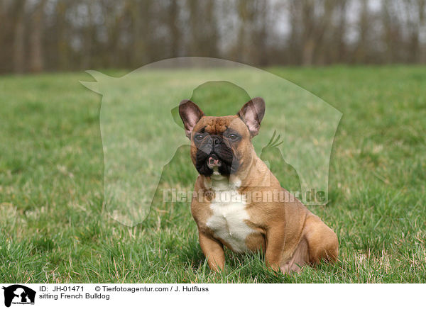 sitting French Bulldog / JH-01471