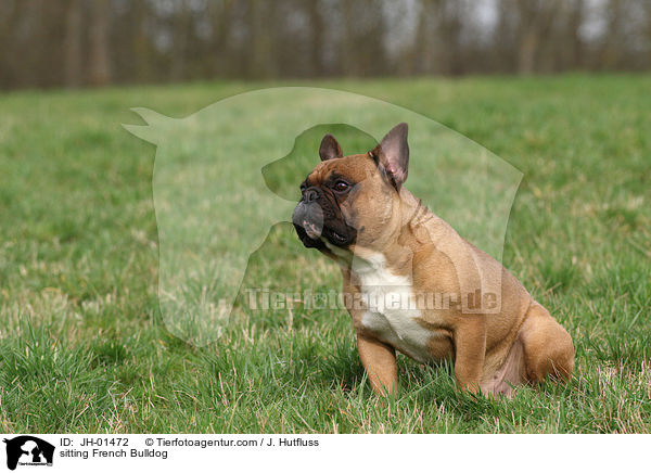 sitzende Franzsische Bulldogge / sitting French Bulldog / JH-01472