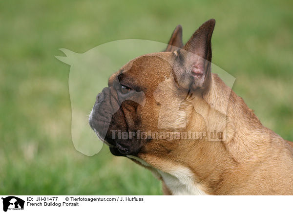 French Bulldog Portrait / JH-01477