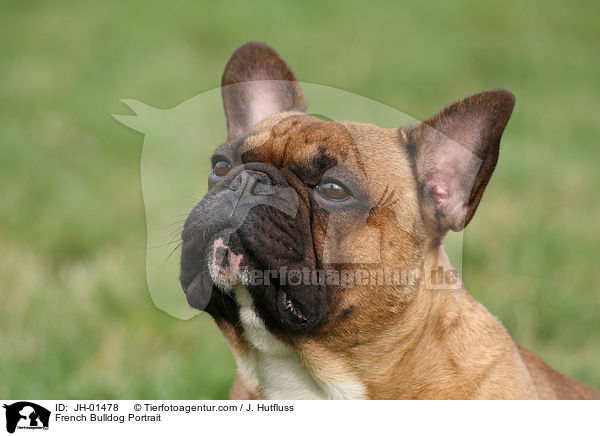 Franzsische Bulldogge Portrait / French Bulldog Portrait / JH-01478