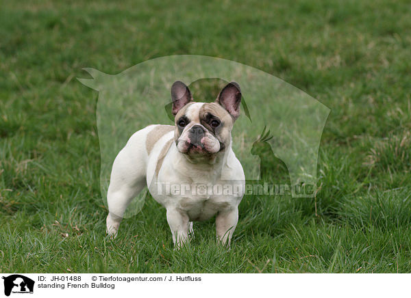 standing French Bulldog / JH-01488