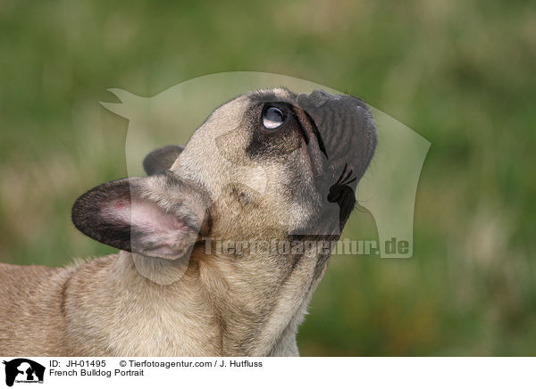 Franzsische Bulldogge Portrait / French Bulldog Portrait / JH-01495
