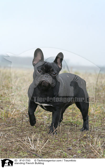 stehende Franzsische Bulldogge / standing French Bulldog / IF-01793