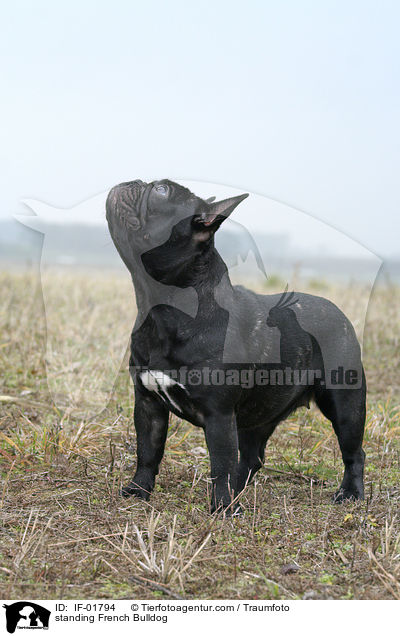 stehende Franzsische Bulldogge / standing French Bulldog / IF-01794