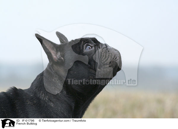 Franzsische Bulldogge / French Bulldog / IF-01796